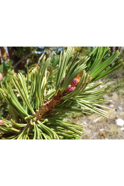 Сосна Гельдрейха / белокорая Компакт Джем (штамб)